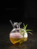 Verre à cocktail, pomme - 100% Chef