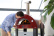 Brio, Four à pizza, à gaz, Rouge - Alfa Forni