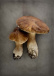 Articles de cuisine, Together - Arty Swede