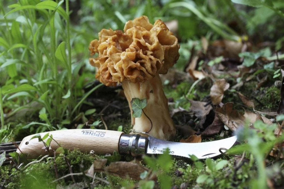 Couteau à champignons avec brosse - Opinel