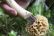 Couteau à champignons avec brosse - Opinel
