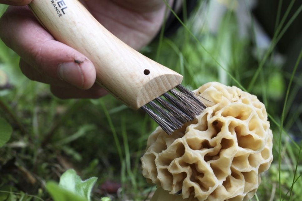 Couteau à champignons avec brosse - Opinel