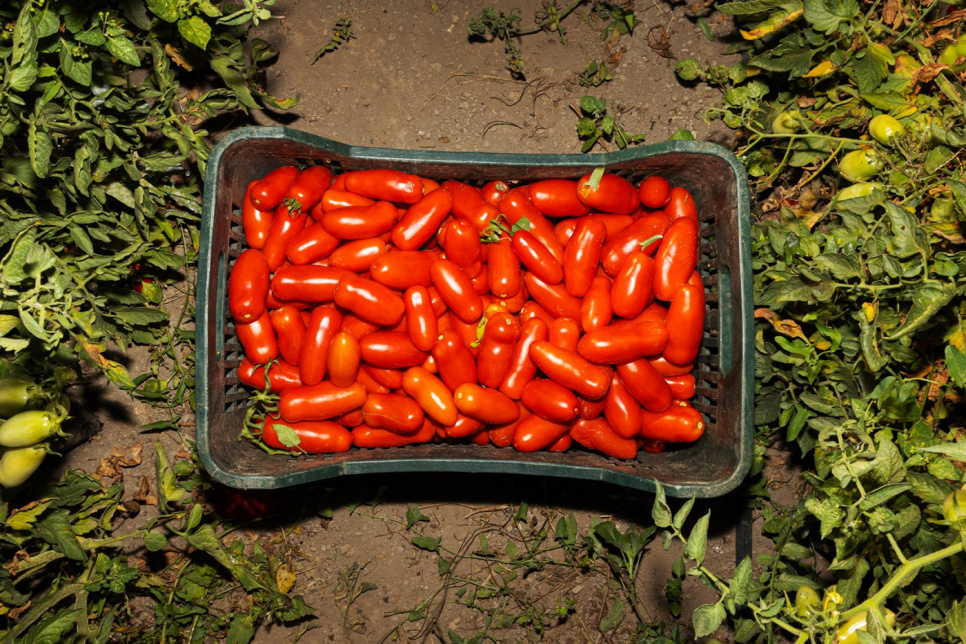 Tomates San Marzano DOP, 2560g - Casa Marrazzo
