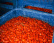 Tomates San Marzano DOP, 2560g - Casa Marrazzo