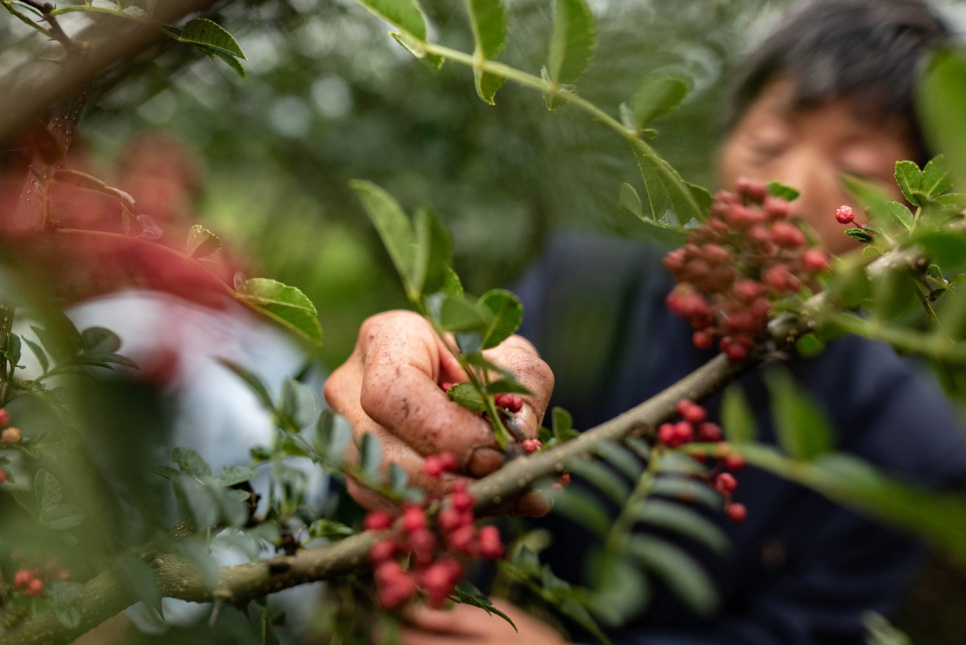 Poivre du Sichuan, QingXi, 15 g - The Pepper Quest