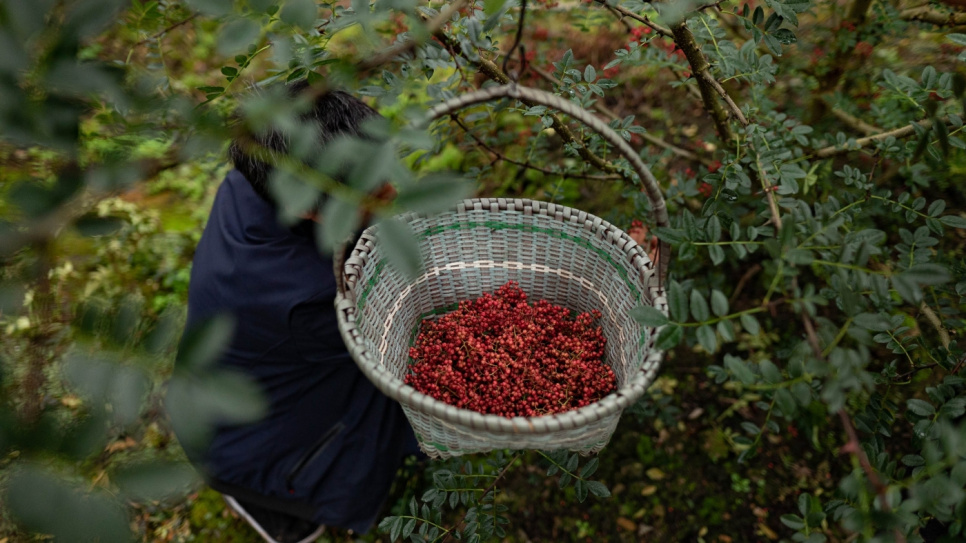 Poivre du Sichuan, QingXi, 15 g - The Pepper Quest
