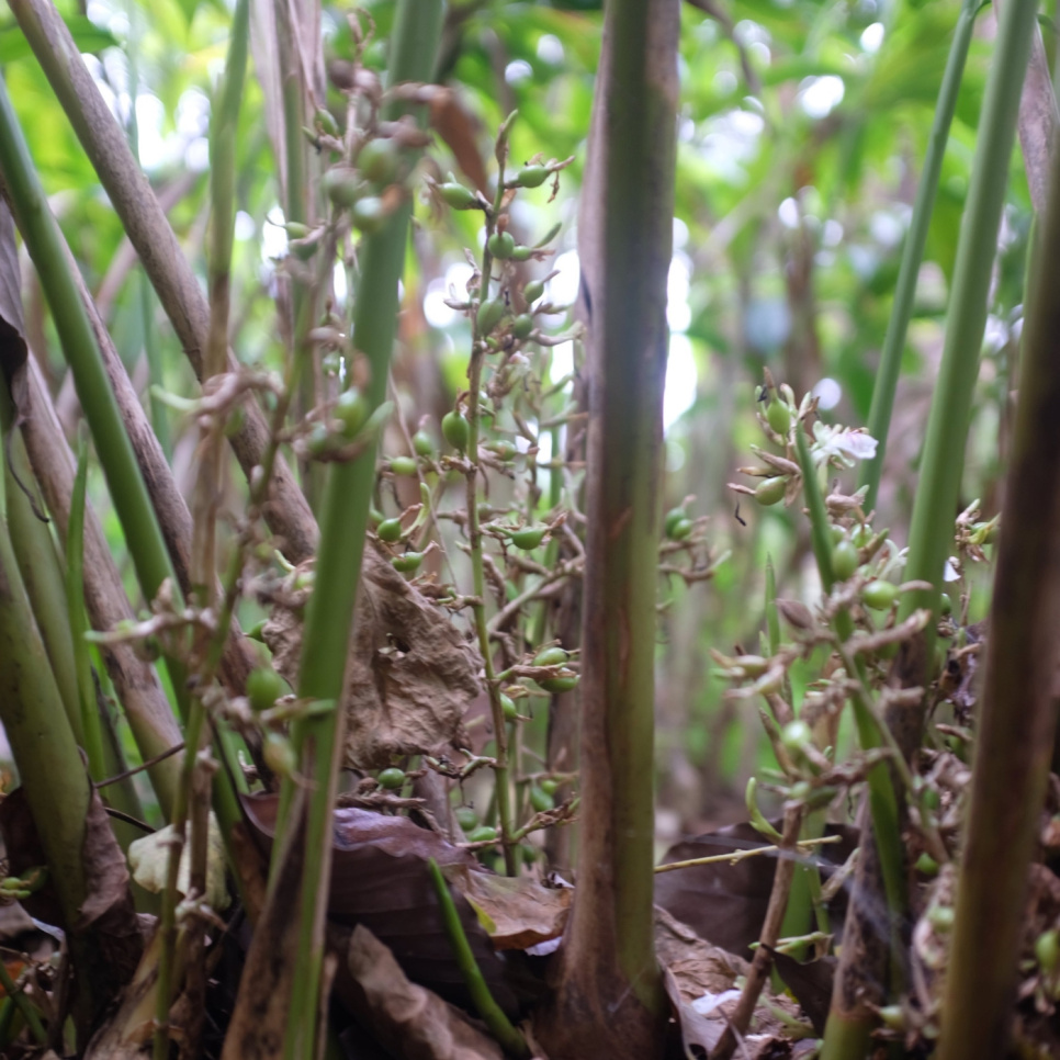 Cardamome Verte, Knuckles Mountain, 25 g - The Pepper Quest