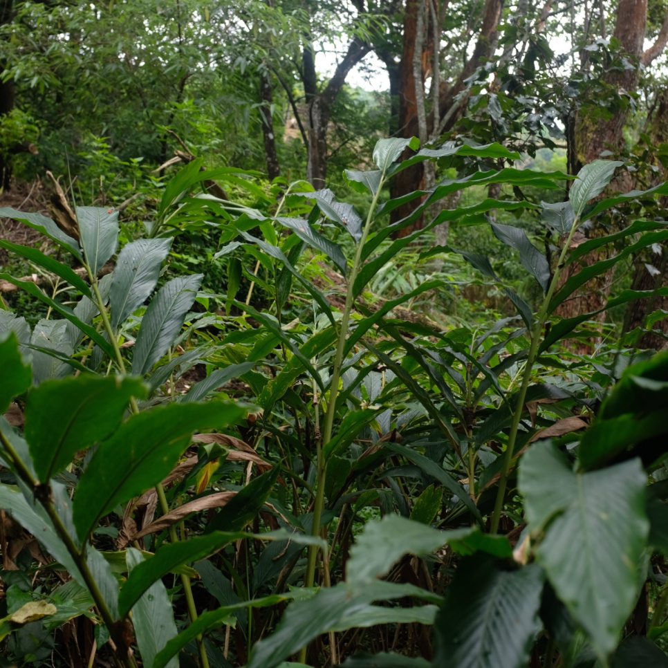 Cardamome Verte, Knuckles Mountain, 25 g - The Pepper Quest