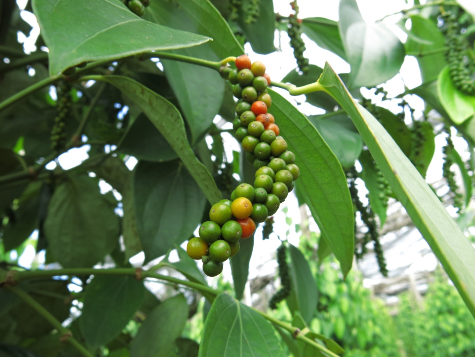 Poivre, Récolte Tardive, Phu Quoc, 40 g - The Pepper Quest