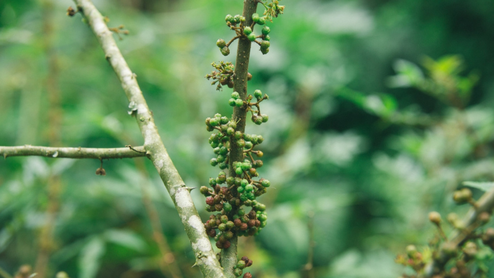 Poivre, Andaliman, Batak, 15 g - The Pepper Quest