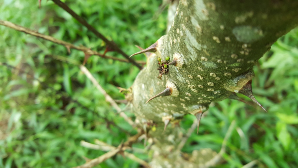 Poivre, Andaliman, Batak, 15 g - The Pepper Quest