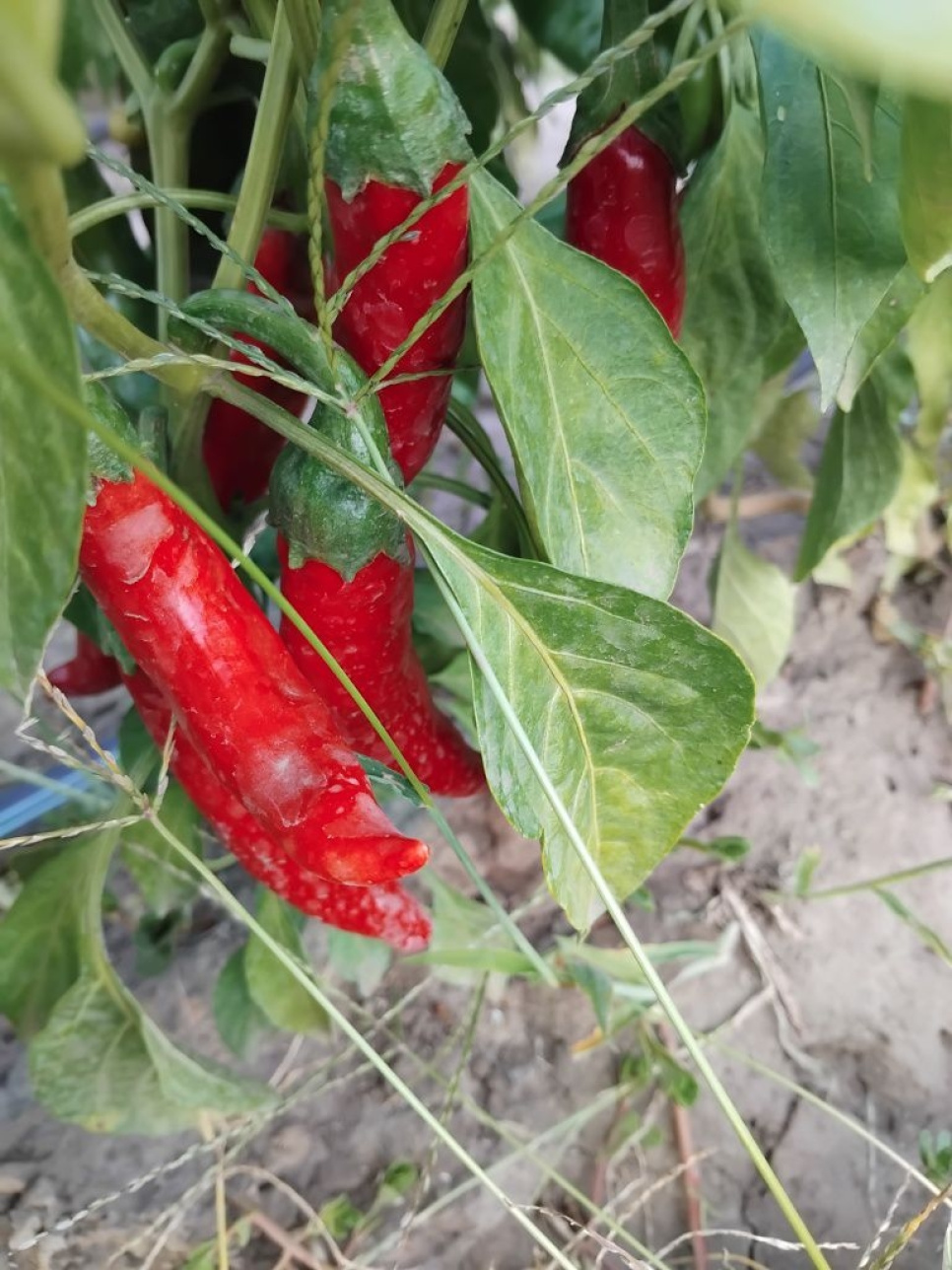 Paprika en Poudre, Szegedi, 40 g - The Pepper Quest