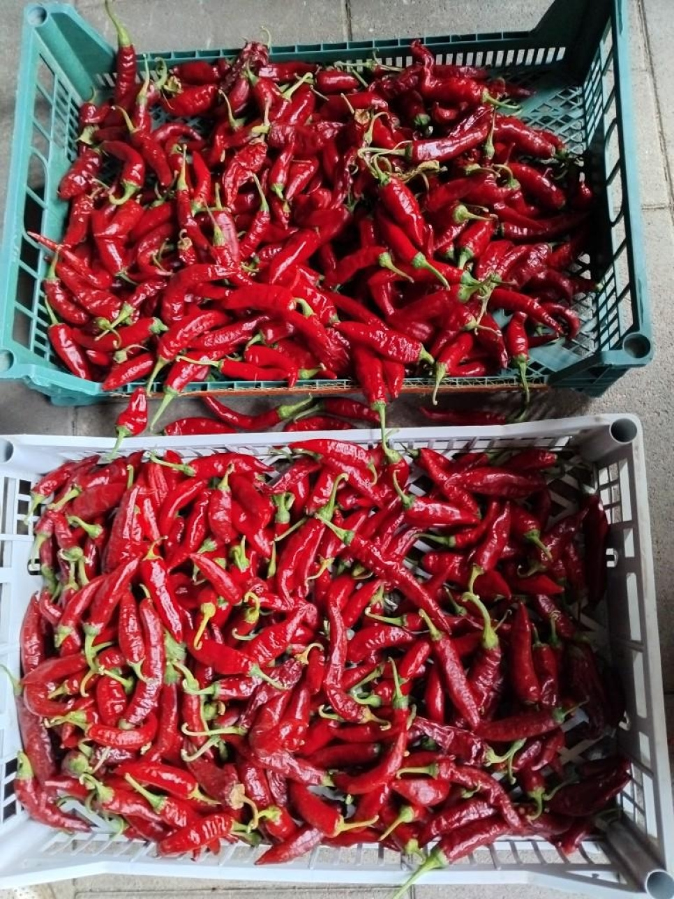 Paprika en Poudre, Szegedi, 40 g - The Pepper Quest