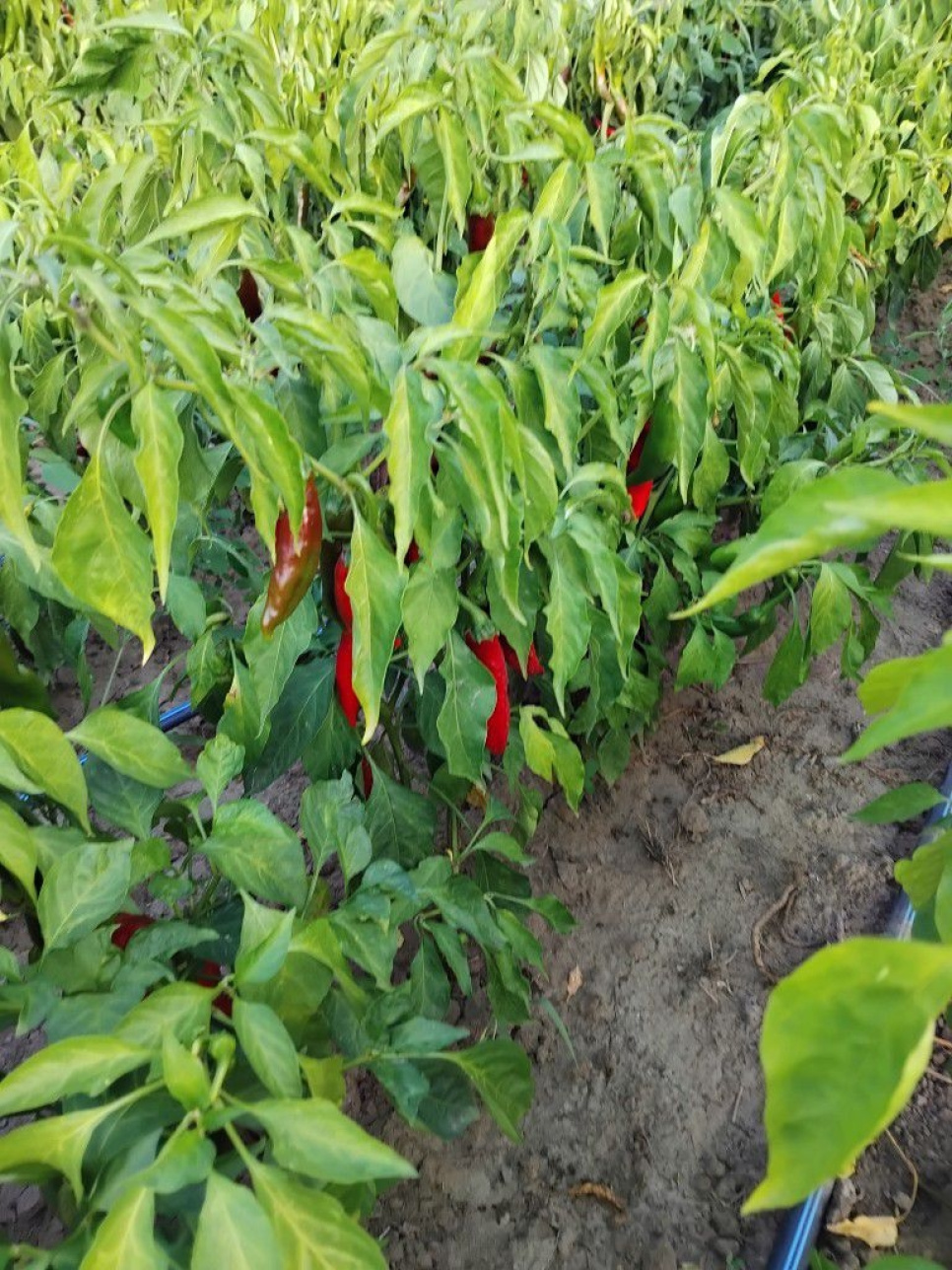 Paprika en Poudre, Szegedi, 40 g - The Pepper Quest