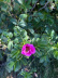 Vinaigre de rose rugosa, 145 ml - Surgubben